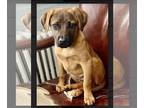 Boxer Mix DOG FOR ADOPTION RGADN-1256206 - Max - Boxer / Mixed (short coat) Dog