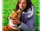Staffordshire Bull Terrier Mix DOG FOR ADOPTION RGADN-1256211 - Sissy -