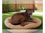 Boxer DOG FOR ADOPTION RGADN-1256229 - CHAD - Boxer (medium coat) Dog For