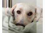 Labrenees DOG FOR ADOPTION RGADN-1256236 - Elsa - Labrador Retriever / Great