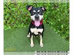 Rottweiler Mix DOG FOR ADOPTION RGADN-1256252 - MISS JACKSON - Rottweiler /