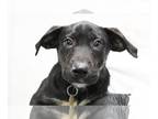 Plott Hound Mix DOG FOR ADOPTION RGADN-1256260 - Cash - Black Labrador Retriever