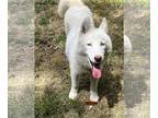 Mix DOG FOR ADOPTION RGADN-1256263 - Ice - Husky / Siberian Husky (medium