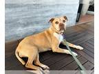 American Pit Bull Terrier DOG FOR ADOPTION RGADN-1256271 - MARLEY - Pit Bull