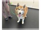 Mix DOG FOR ADOPTION RGADN-1256287 - BOBA FETCH - Husky (medium coat) Dog For