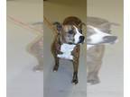 Boxer Mix DOG FOR ADOPTION RGADN-1256310 - FENDI - Boxer / Mixed (medium coat)