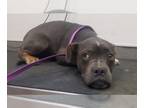 American Pit Bull Terrier Mix DOG FOR ADOPTION RGADN-1256315 - LILO - Pit Bull