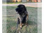 Mastiff DOG FOR ADOPTION RGADN-1256322 - Mia - Mastiff (long coat) Dog For