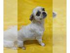 Shih Tzu DOG FOR ADOPTION RGADN-1256324 - Ingrid - Shih Tzu Dog For Adoption