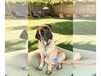 Mastiff DOG FOR ADOPTION RGADN-1256326 - Phyllis - Mastiff Dog For Adoption