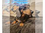 Dachshund DOG FOR ADOPTION RGADN-1256331 - Bhodi - Dachshund Dog For Adoption