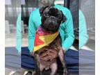 Pug DOG FOR ADOPTION RGADN-1256335 - Bugle - Pug (short coat) Dog For Adoption