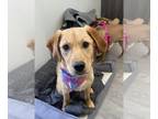 Golden Labrador DOG FOR ADOPTION RGADN-1256340 - Happy - Golden Retriever /