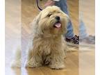 Lhasa Apso Mix DOG FOR ADOPTION RGADN-1256341 - Buffy - Lhasa Apso / Terrier /