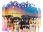 Australian Shepherd-Huskies Mix DOG FOR ADOPTION RGADN-1256372 - The Pearls -