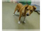 Basenji Mix DOG FOR ADOPTION RGADN-1256380 - A534306 - Basenji / Mixed (medium