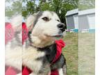 Siberian Husky DOG FOR ADOPTION RGADN-1256396 - Nanuk - Siberian Husky (medium