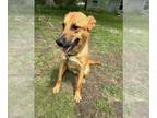 Carolina Dog Mix DOG FOR ADOPTION RGADN-1256398 - Ripp - Carolina Dog / Mixed