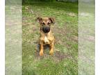 German Shepherd Dog Mix DOG FOR ADOPTION RGADN-1256399 - Avery - German Shepherd