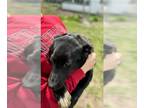 Siberian Husky Mix DOG FOR ADOPTION RGADN-1256401 - Ana - Black Labrador