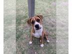 Boxer DOG FOR ADOPTION RGADN-1256404 - Melonie - Boxer (short coat) Dog For