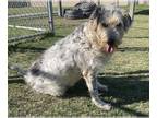Bearded Collie DOG FOR ADOPTION RGADN-1256405 - Patches - Bearded Collie Dog For