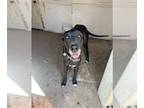 Great Dane DOG FOR ADOPTION RGADN-1256417 - Kimber - Great Dane (short coat) Dog