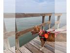 Chesador DOG FOR ADOPTION RGADN-1256443 - Raz - Chesapeake Bay Retriever /