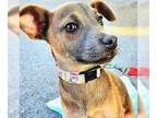 Black Mouth Cur-Labrador Retriever Mix DOG FOR ADOPTION RGADN-1256449 - Jen -