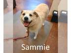 Labrador Retriever-Retriever Mix DOG FOR ADOPTION RGADN-1256463 - Sammie -