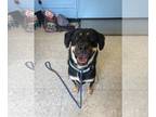 Australian Shepherd-Rottweiler Mix DOG FOR ADOPTION RGADN-1256468 - Moose -