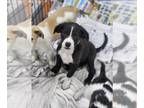 Sheprador DOG FOR ADOPTION RGADN-1256497 - Bolt (NY-Sarah) - Labrador Retriever