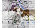 Sheprador DOG FOR ADOPTION RGADN-1256498 - Shiloh (NY-Sarah) - Labrador
