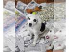 Sheprador DOG FOR ADOPTION RGADN-1256499 - Lambert (NY-Sarah) - Labrador