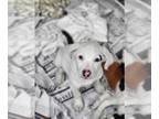 Sheprador DOG FOR ADOPTION RGADN-1256500 - Marshmellow (NY-Sarah) - Labrador