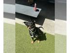 Rottweiler Mix DOG FOR ADOPTION RGADN-1256513 - ROY ROGERS - Australian Cattle