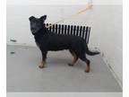 Shepweiller DOG FOR ADOPTION RGADN-1256544 - TESSA - Rottweiler / German