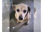 Dachshund DOG FOR ADOPTION RGADN-1256555 - QUEENIE - Dachshund (medium coat) Dog