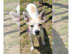 Labrador Retriever-Rat Terrier Mix DOG FOR ADOPTION RGADN-1256566 - Perlita -
