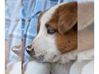 Australian Shepherd Mix DOG FOR ADOPTION RGADN-1256567 - GUS - special needs