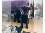 Labrador Retriever Mix DOG FOR ADOPTION RGADN-1256577 - Ranger and Rosie -