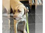 Labrador Retriever Mix DOG FOR ADOPTION RGADN-1256599 - ASPEN - Labrador