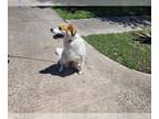 Collie DOG FOR ADOPTION RGADN-1256604 - JACKIE - Collie (long coat) Dog For