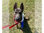 Dutch Shepherd Mix DOG FOR ADOPTION RGADN-1256618 - KOVU - Dutch Shepherd /