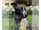 Canaan Dog DOG FOR ADOPTION RGADN-1256624 - Izzy - Canaan Dog (medium coat) Dog