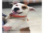 Beagle Mix DOG FOR ADOPTION RGADN-1256636 - ZOEY - Beagle / Mixed (medium coat)