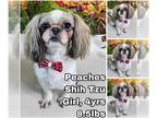 Shih Tzu DOG FOR ADOPTION RGADN-1256642 - Peaches from Korea - Shih Tzu Dog For