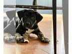 American Foxhound-Black Mouth Cur Mix DOG FOR ADOPTION RGADN-1256649 - Limited -