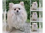 Pomeranian DOG FOR ADOPTION RGADN-1256650 - Lilo from Korea - Pomeranian Dog For