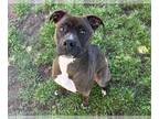 Boxer Mix DOG FOR ADOPTION RGADN-1256675 - ACE - Boxer / Mixed (short coat) Dog